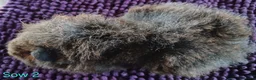 Guinea Pig rodents for sale: Rex and Funky boars and sows - Advert 11