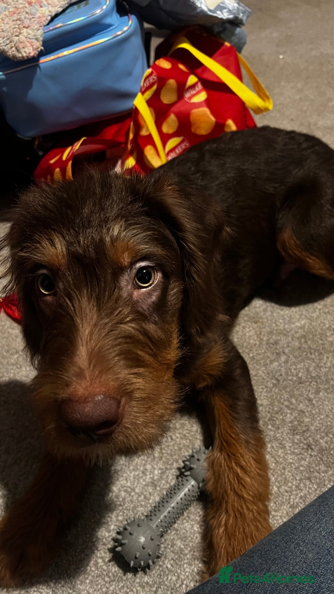 Labradoodle dogs for sale: Labradoodle (koda) - Advert 2