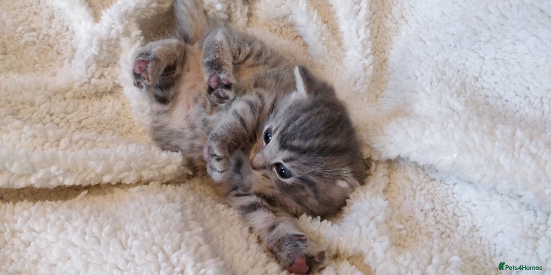 Russian Blue cats for sale: ABSOLUTELY BEAUTIFUL RUSSIAN BLUE KITTENS 8 WEEKS  - Advert 2