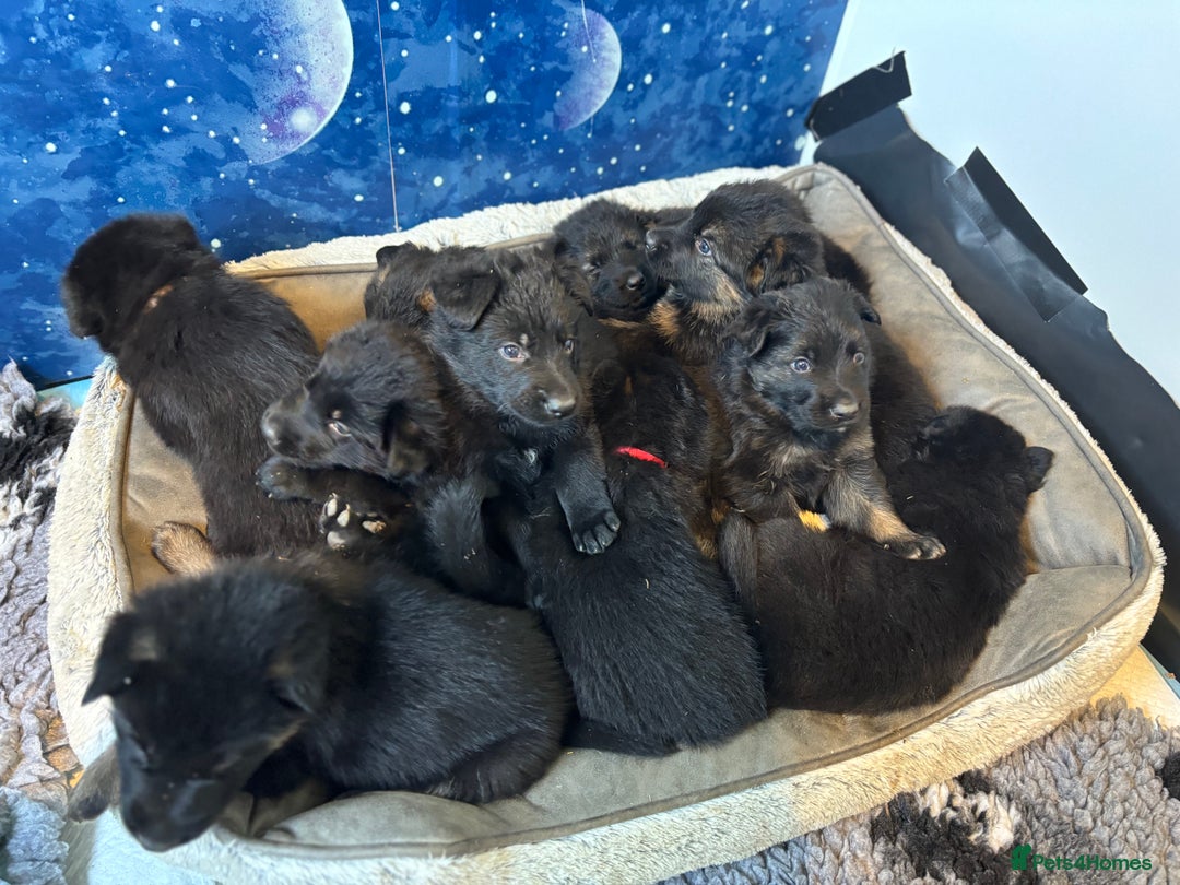 German Shepherd dogs for sale: German shepherd puppies  - Image 23