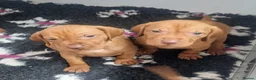 Hungarian Vizsla dogs for sale: Beautiful KC Registered Hungarian Vizsla Puppies  - Advert 30