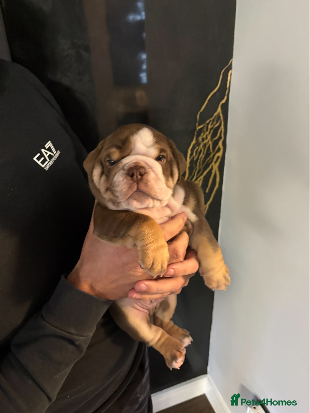 English Bulldog dogs for sale: English bulldog puppies  - Advert 25
