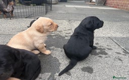 Labrador Retriever dogs for sale: FANTATIC bred Labradors - Image 2