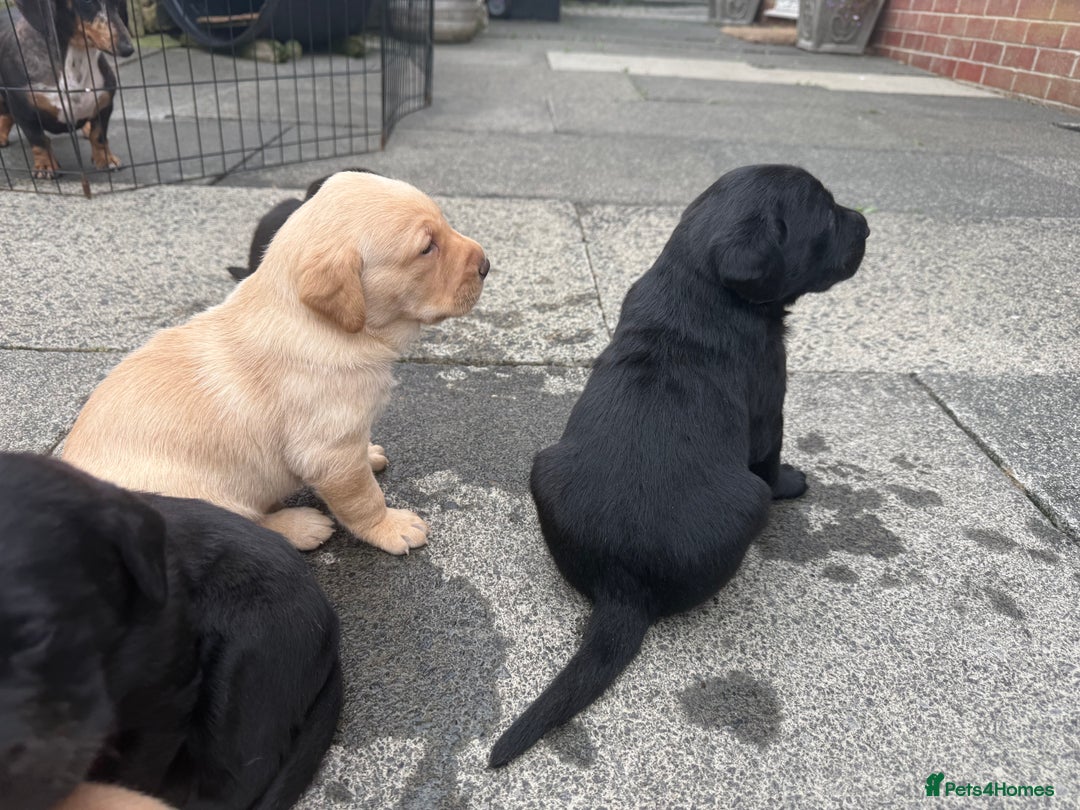 Labrador Retriever dogs for sale: FANTATIC bred Labradors - Image 2