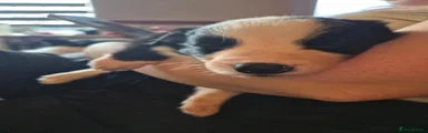 Border Collie 1