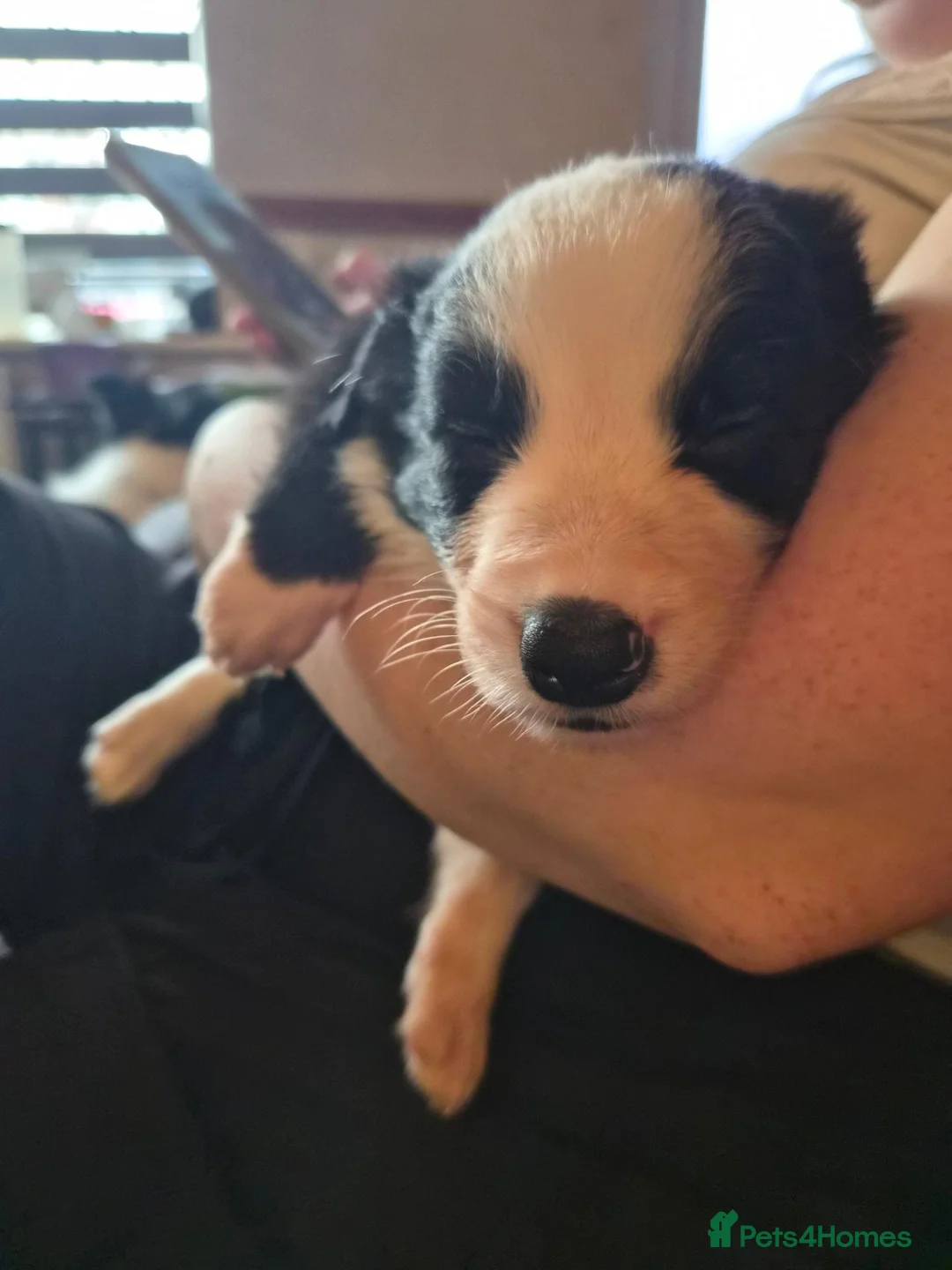 Border Collie dogs for sale: border collie pup  - Advert 2