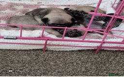 Pug dogs for sale: Perfect pug pups - Image 3