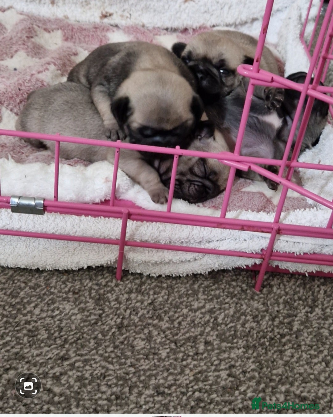 Pug dogs for sale: Perfect pug pups - Image 3