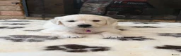 Golden Retriever dogs for sale: Stunning Goldens-Parents are School Wellbeing dogs - Advert 11