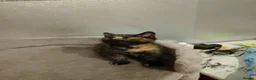 Mixed Breed cats for sale: Kittens - Advert 13