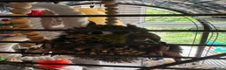 Conures birds for sale: Green Cheek Conure Very tame - Advert 5