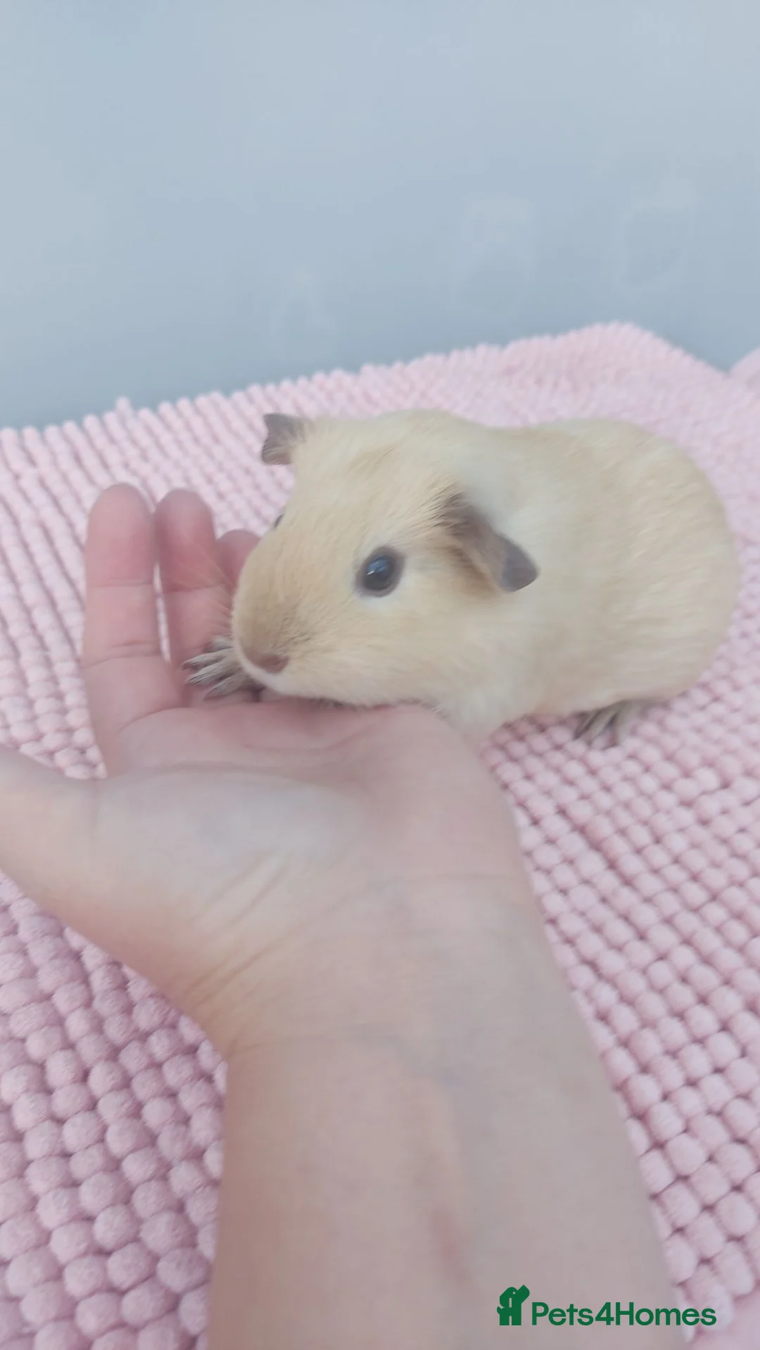 Guinea Pig rodents for sale: 2 Friendly Sow Guinea Pigs in Deeside - Advert 5