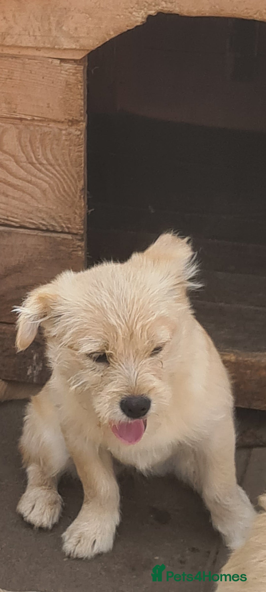 Mixed Breed dogs for adoption: SPARKLE 6KG FEMALE SMALL BREED  - Advert 2