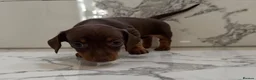 Miniature Dachshund dogs for sale: KC miniature dachshunds - Tiny. Sunning! - Advert 7