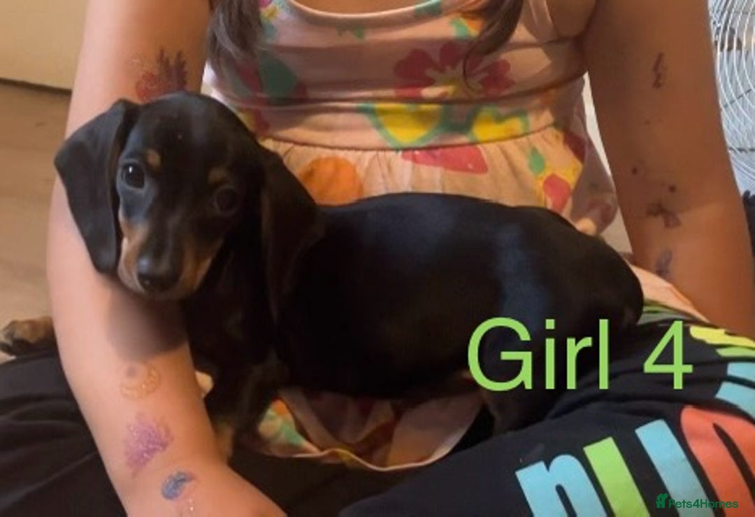 Dachshund dogs for sale: Dachshund puppies AVAILABLE NOW  - Image 24