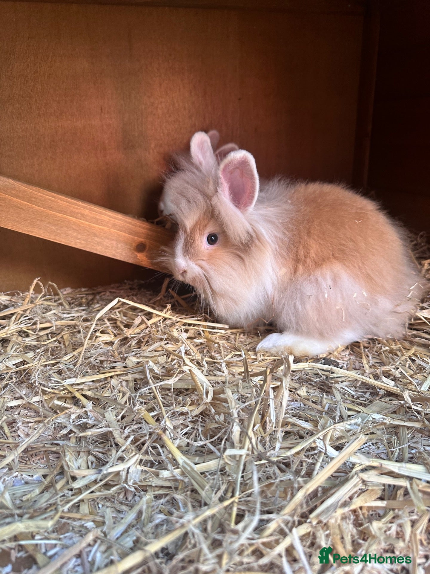 Lionhead rabbits 10-Week-Old Lionhead Rabbits – 4 Girls - Advert 1
