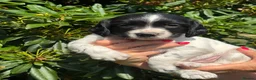 English Springer Spaniel dogs for sale: READY NOW ! Kc registered Springer Spaniel Puppies - Advert 5