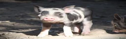 Pig livestock for sale: Genuine Juliana Line Micro Pigs - Advert 9