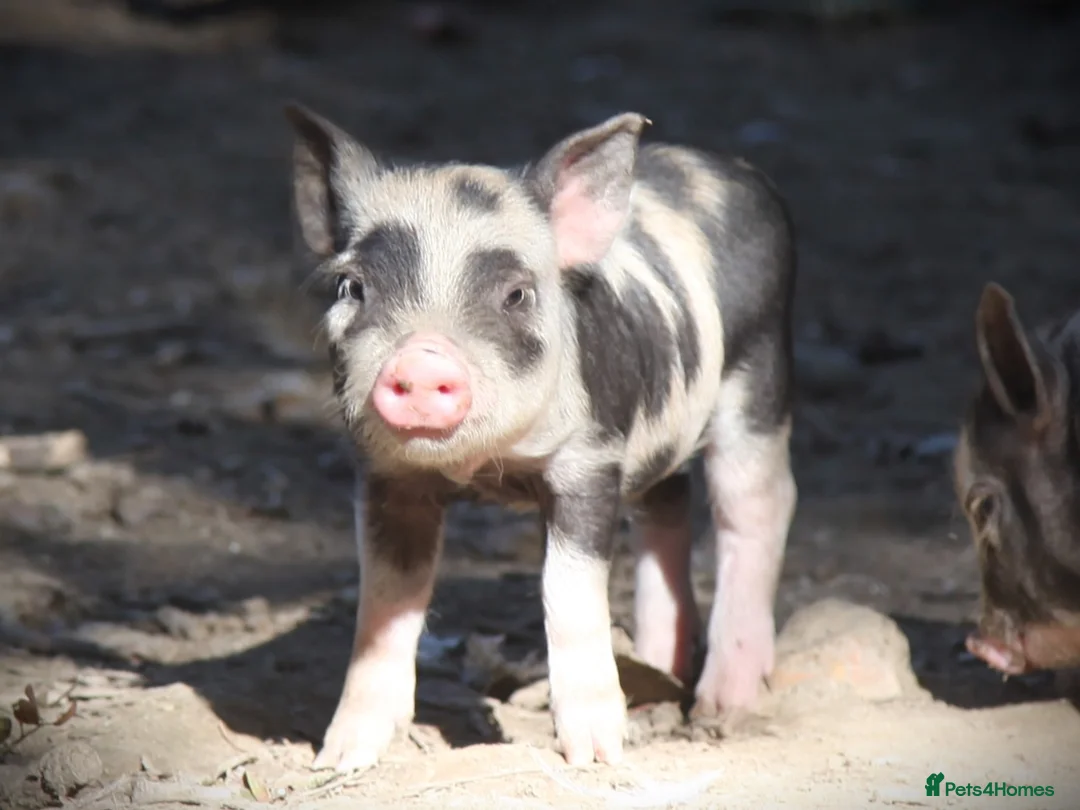 Pig livestock for sale: Genuine Juliana Line Micro Pigs - Advert 9