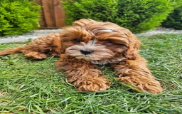Cavapoo dogs for sale: Cavapoo dna clear  - Image 14
