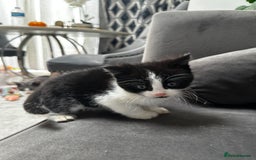 Domestic Shorthair cats for sale: Beautiful Domestic Cats-Mum,Dad&3 Adorable Kittens - Image 30