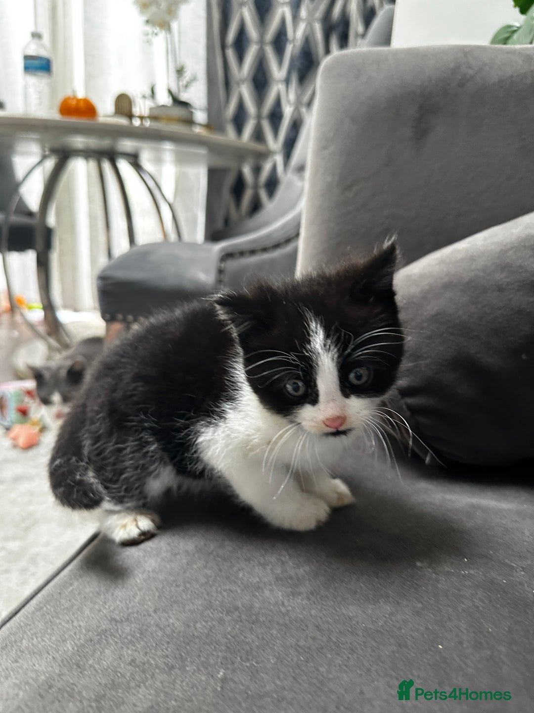Domestic Shorthair cats for sale: Beautiful Domestic Cats-Mum,Dad&3 Adorable Kittens - Image 30