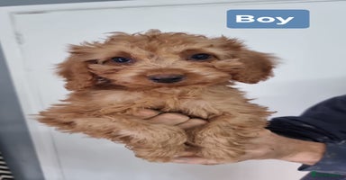 Cavapoo dogs - Advert 8