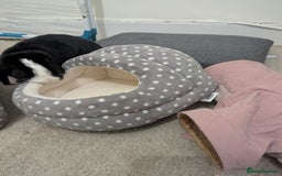 Mini Lop rabbits for sale: Mini Lop for a good home 🥰 - Image 30