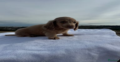 Miniature Dachshund dogs - Advert 6