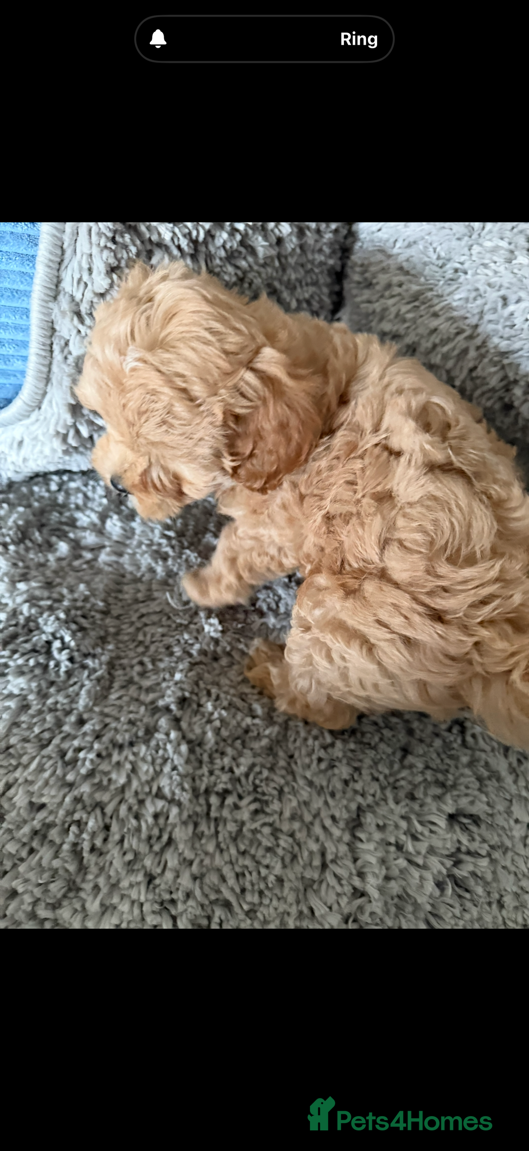 Maltipoo dogs for sale: Fully health tested quality F1 TOY female maltipoo in Poulton-le-Fylde - Image 3