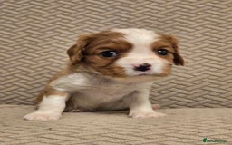 Cavalier King Charles Spaniel dogs for sale: Gorgeous KC Reg Cavalier Puppies  - Image 3