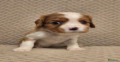 Cavalier King Charles Spaniel dogs - Advert 7