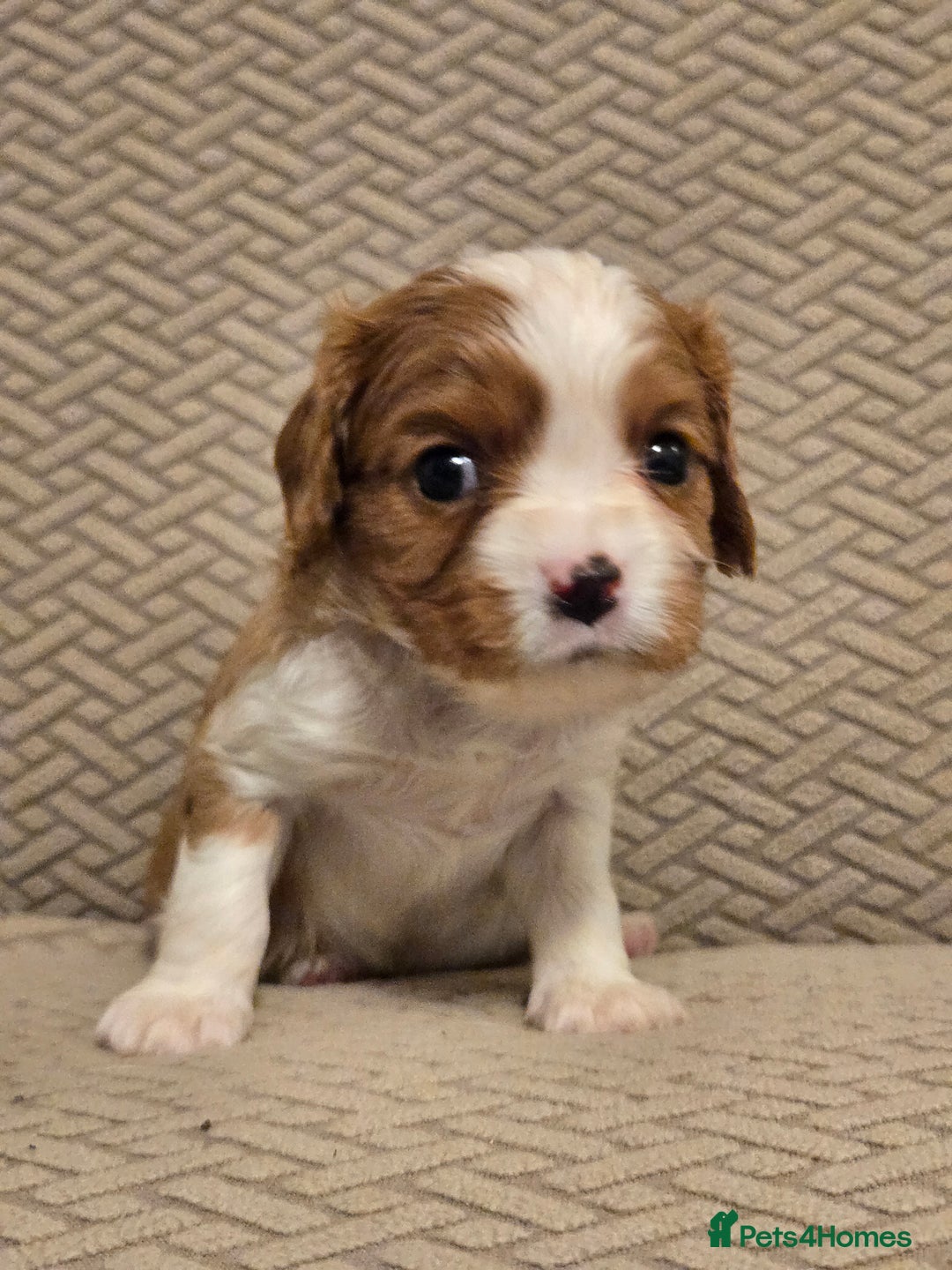 Cavalier King Charles Spaniel dogs for sale: Gorgeous KC Reg Cavalier Puppies  - Image 3