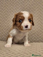 Cavalier King Charles Spaniel dogs - Advert 11