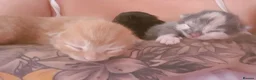 Mixed Breed cats for sale: One ginger boy left - Advert 6