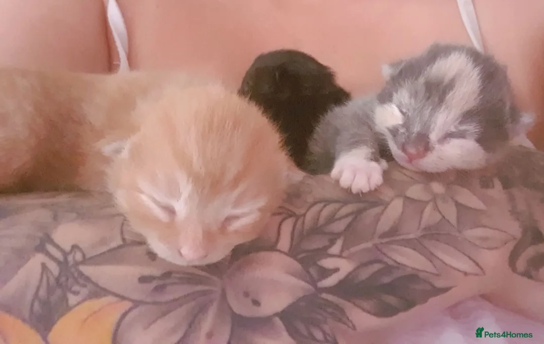 Mixed Breed cats for sale: One ginger boy left - Advert 6