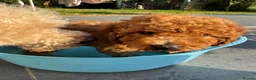 Miniature Poodle dogs for sale: Miniature Poodle puppies. Health tested parents!  - Advert 16