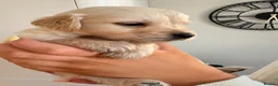 Golden Retriever dogs for sale: Beautiful golden retriever puppies - Advert 16