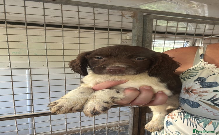 English Springer Spaniel dogs - Advert 2