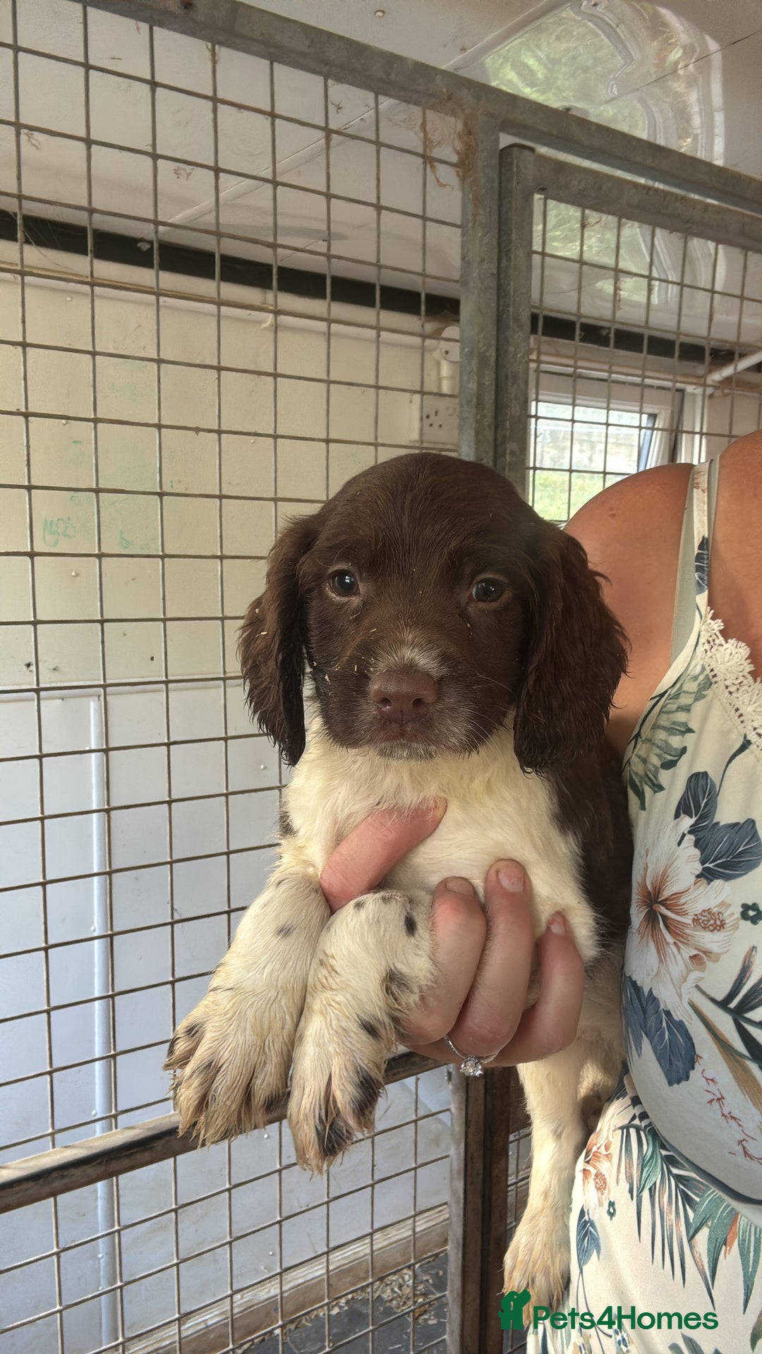 English Springer Spaniel dogs for sale: Springer Spaniel Puppies Ready to go - Image 2