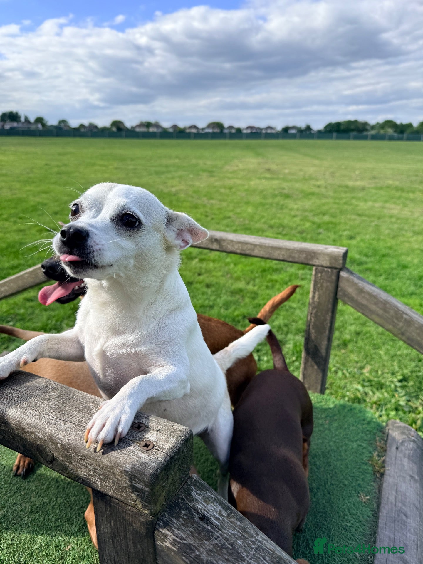 Mixed Breed dogs JR x Dachshund Puppies  - Advert 1