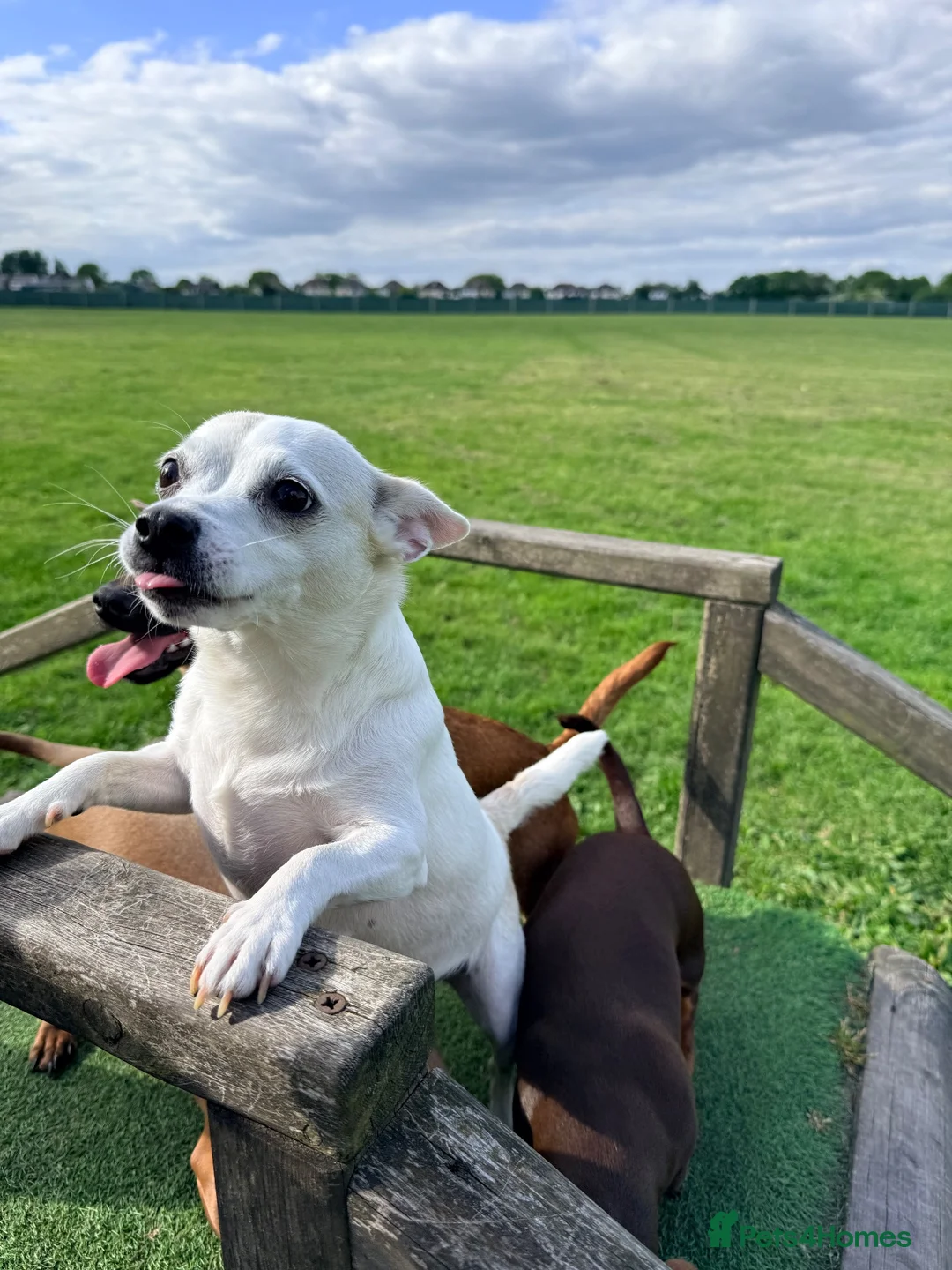 Mixed Breed dogs for sale: JR x Dachshund Puppies  - Advert 1