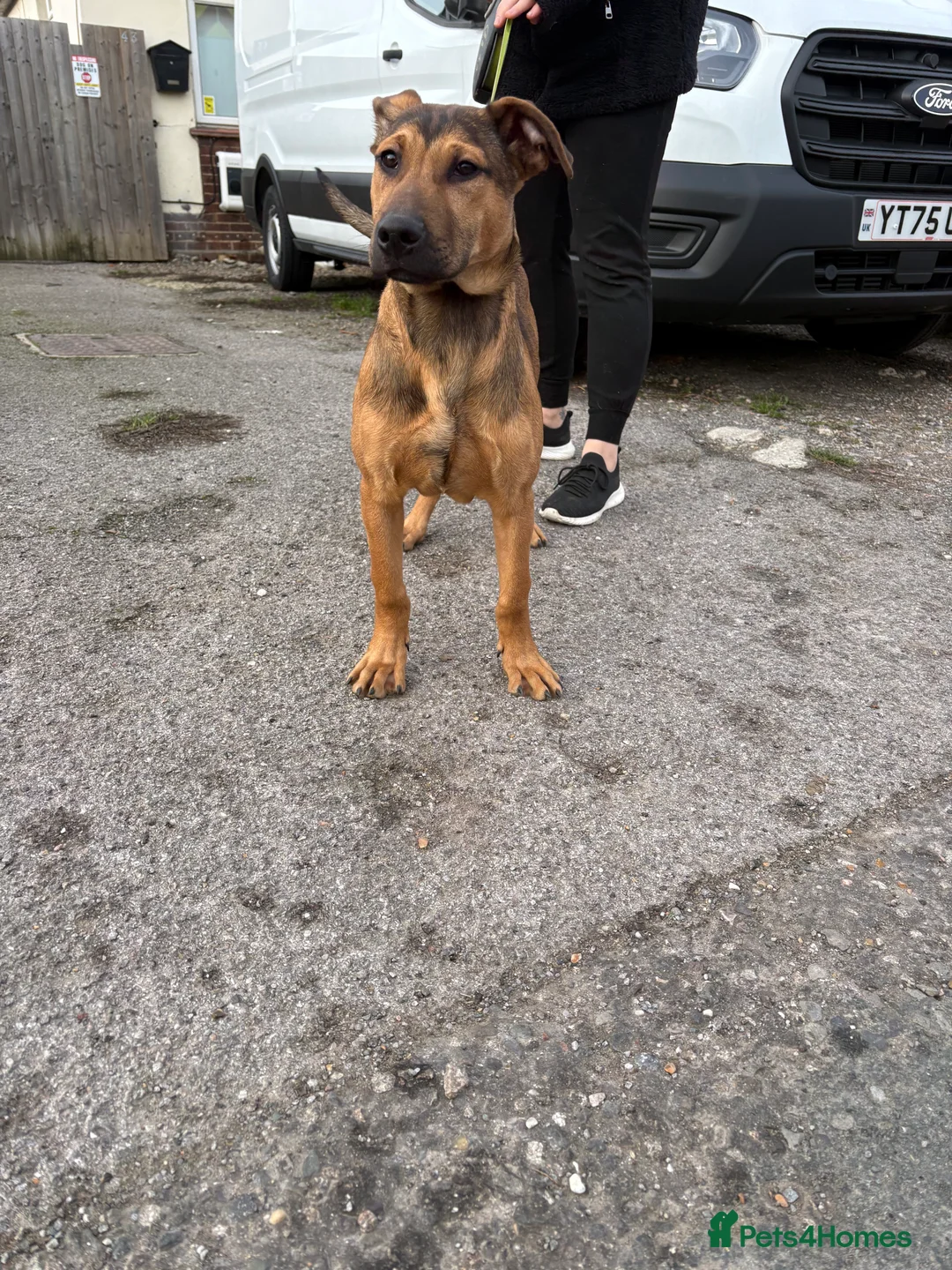 Belgian Shepherd Dog dogs for sale: ENVI 💥 BERRY 2 - Advert 3