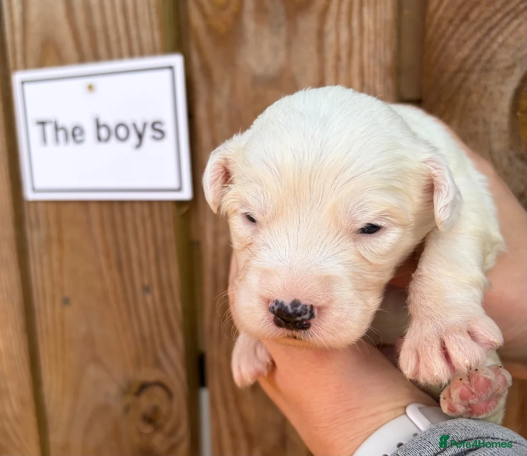 Mixed Breed dogs for sale: Old English Sheepdog mix  - Advert 2