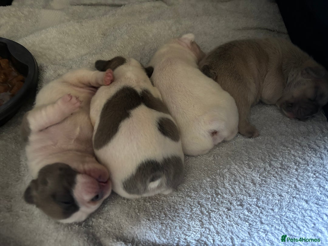 French Bulldog dogs for sale: Beautiful KC Reg French Bulldog Pups - Image 6