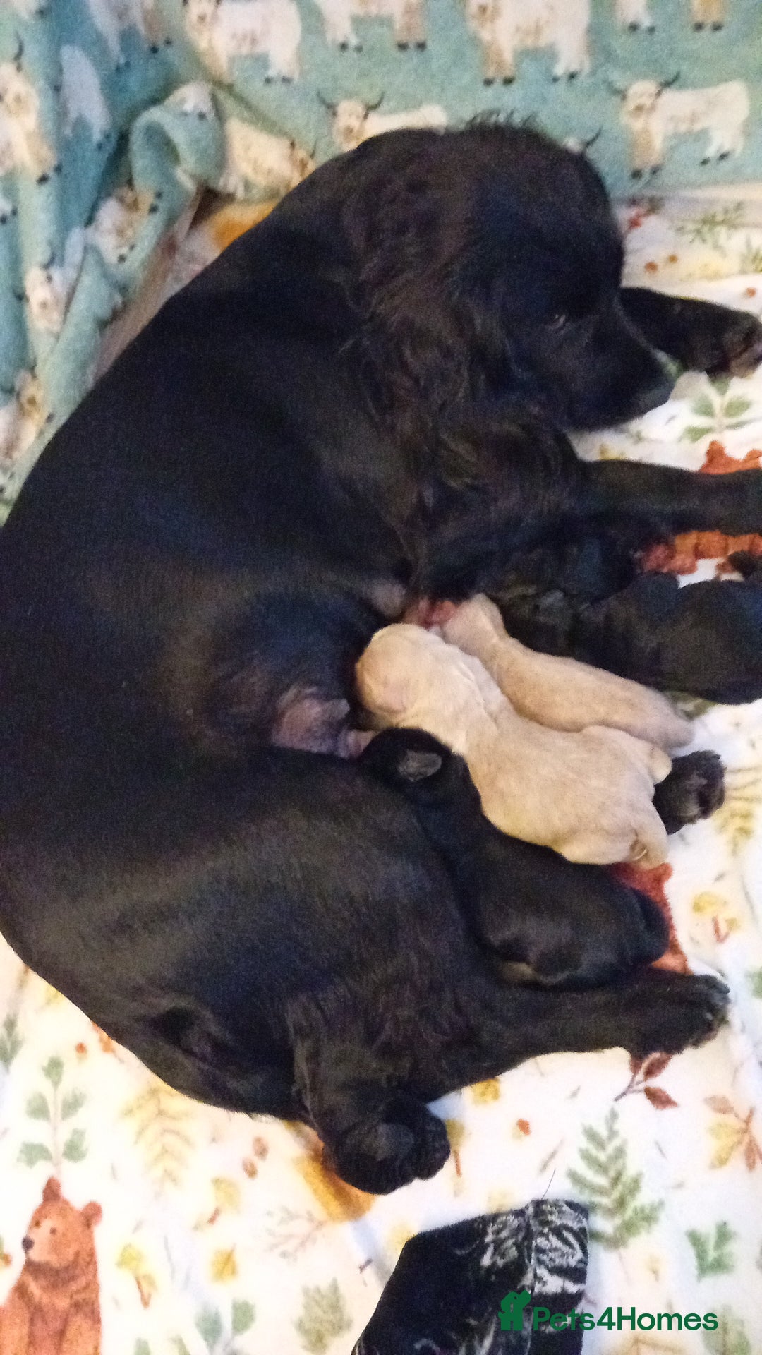 Cocker Spaniel dogs for sale: KC REGISTERED WORKING COCKER SPANIELS  - Image 11