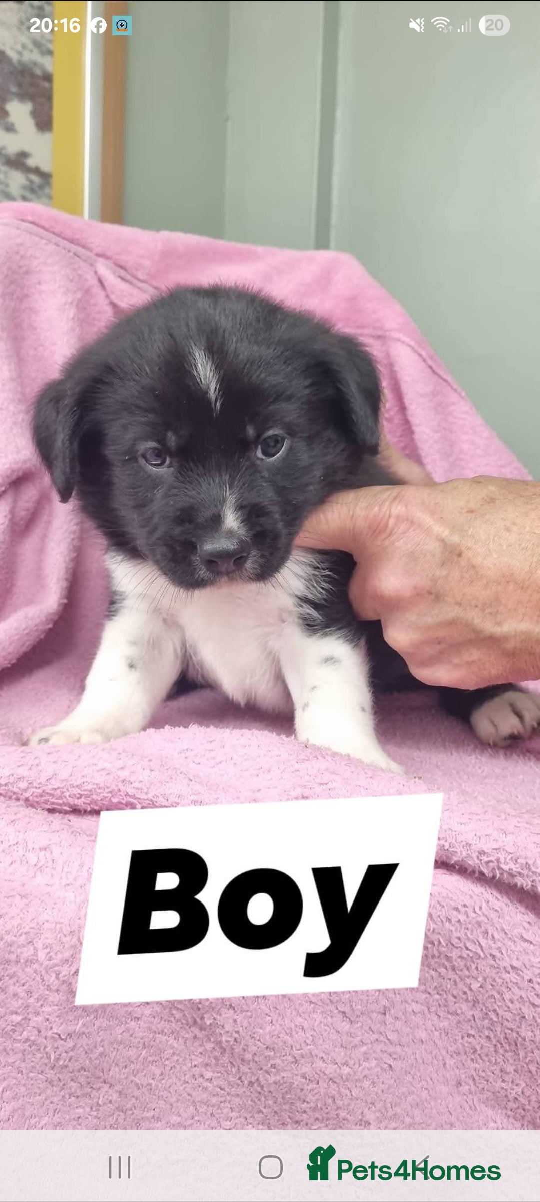 Mixed Breed dogs for sale: Siberian cockers - Image 6
