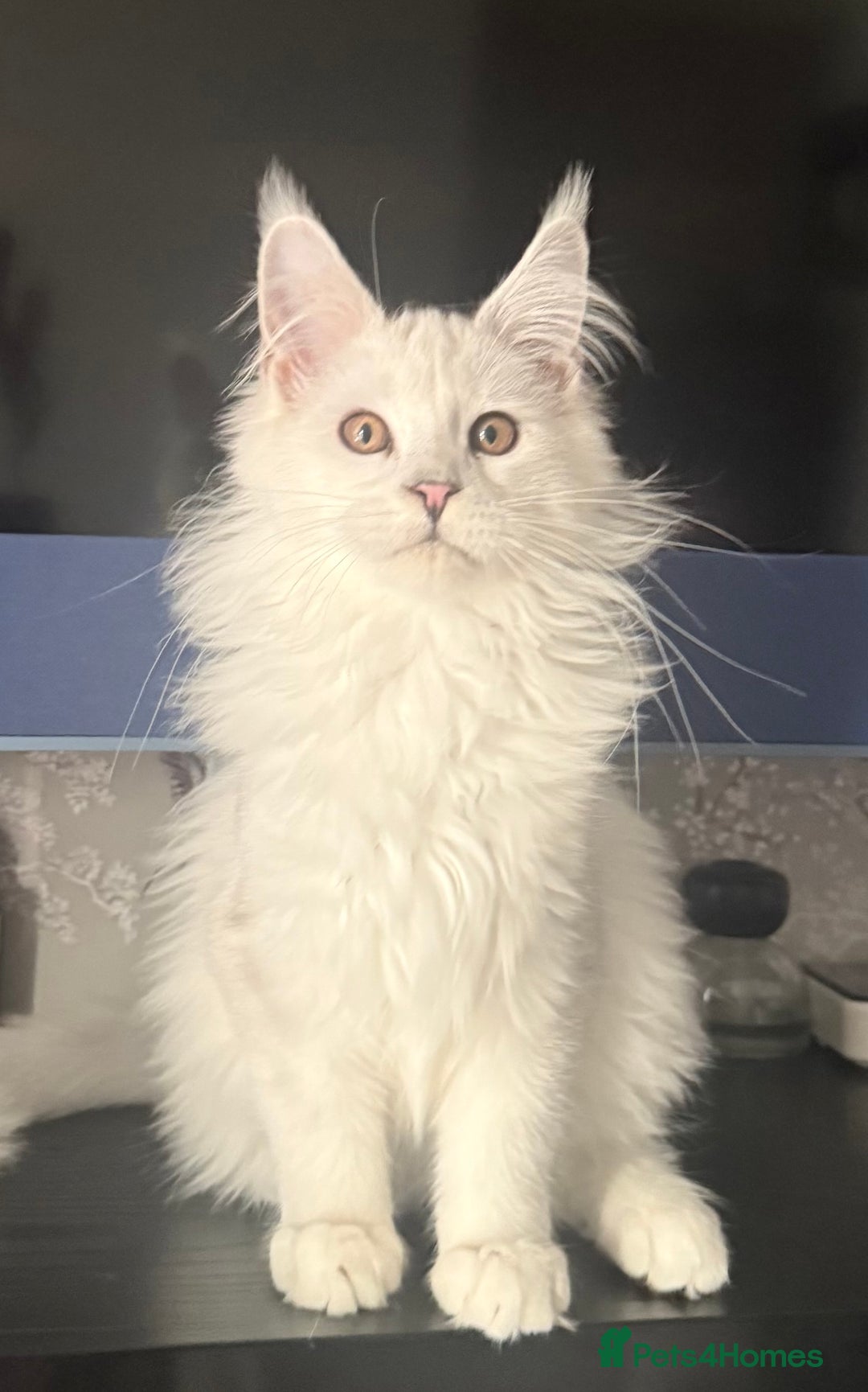 Maine Coon cats for sale: TICA Reg Blue Silver Shaded MaineCoon Kittens  - Advert 9