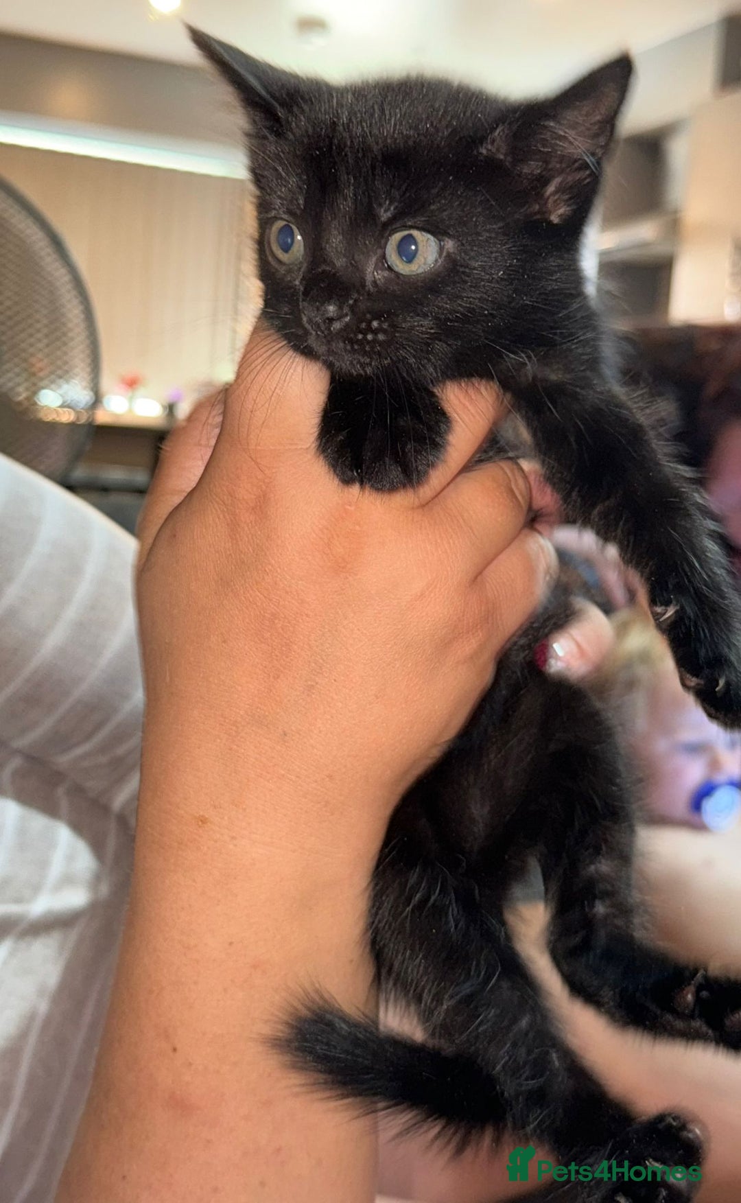 Mixed Breed cats for sale: Beautiful kittens  - Image 2