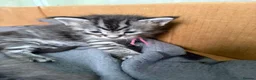 Maine Coon cats for sale: Reg. Maine Coon kittens from HEALTH TESTED PARENTS - Advert 3